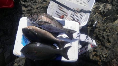 尾長グレとチヌ