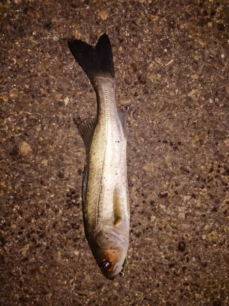 仕事帰りの釣行