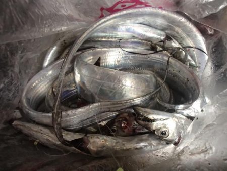 タチウオ＆サビキ