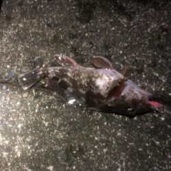 またまたカサゴ