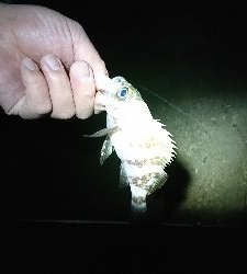 初釣り。短時間釣行