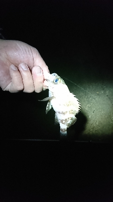 初釣り。短時間釣行