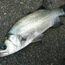 大晦日の釣り納めは、サラシのヒラスズキ