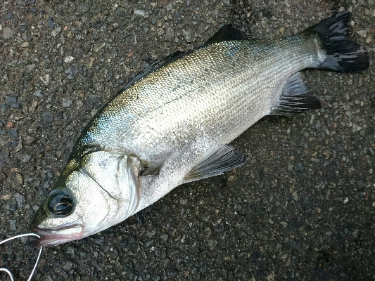 大晦日の釣り納めは、サラシのヒラスズキ