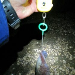 初釣りはアオリイカ