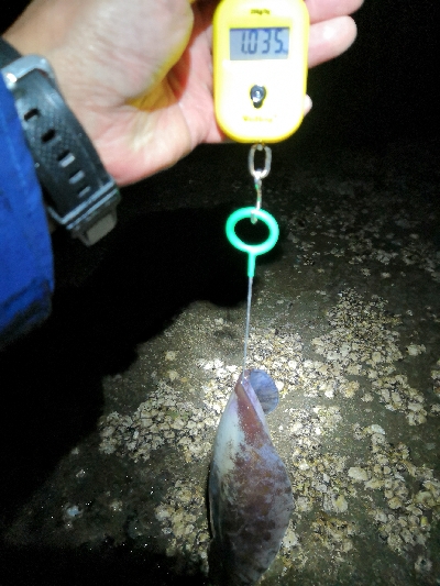 初釣りはアオリイカ