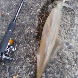 ヤリイカ、ランガン