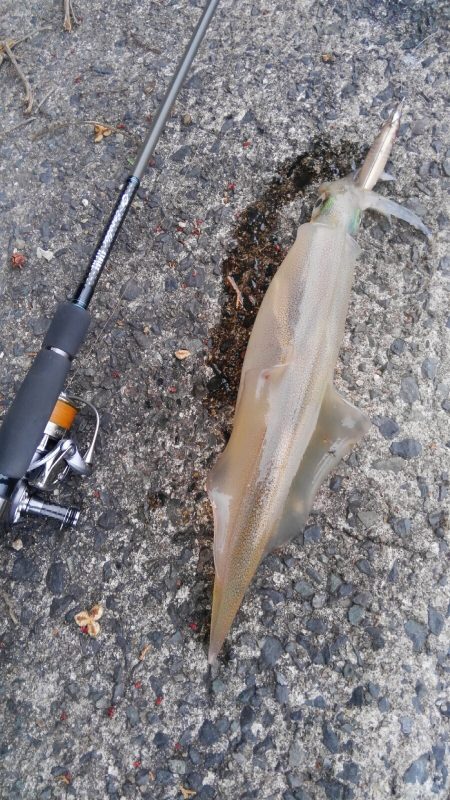 ヤリイカ、ランガン