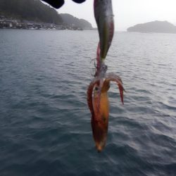 大雨のヤリイカ調査