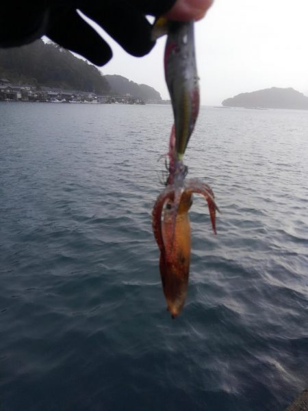 大雨のヤリイカ調査