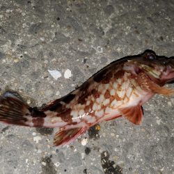 有田地方の漁港巡り