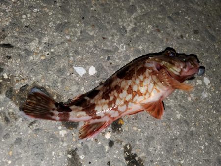 有田地方の漁港巡り