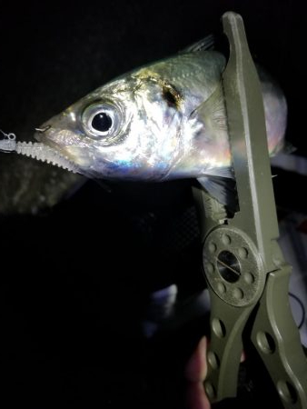 ライトゲームでアジカサゴ