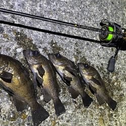 二見メバリング(2020-1)