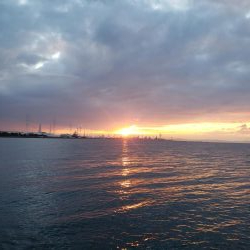 青物はいない！？