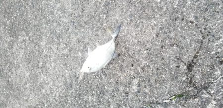 新ロッドでアジング