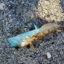 紀の川河口でメバリング