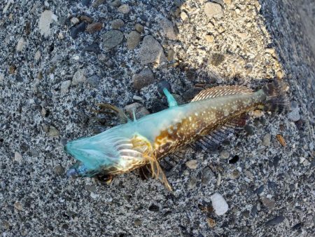 紀の川河口でメバリング