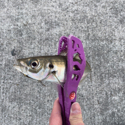 瀬戸内の島アジング(2020-1)