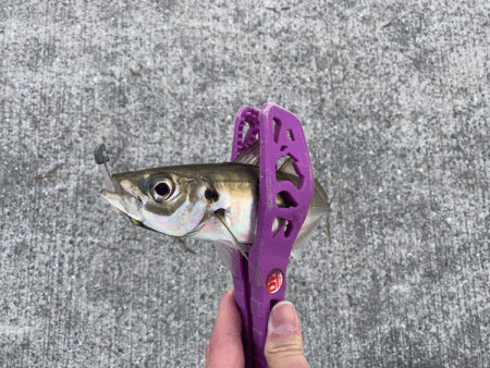 瀬戸内の島アジング(2020-1)