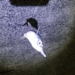 初場所でアジング