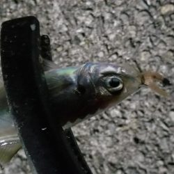 アジング　大漁
