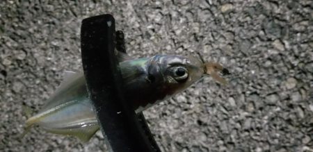 アジング　大漁