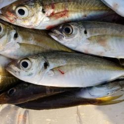 宮崎町の漁港　アジング好調