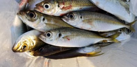 宮崎町の漁港　アジング好調