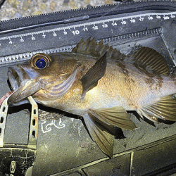 二見メバリング(2020-2)