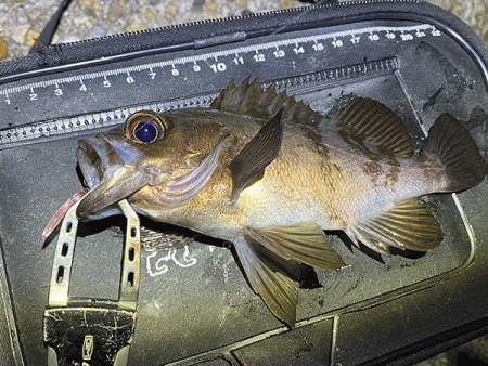 二見メバリング(2020-2)