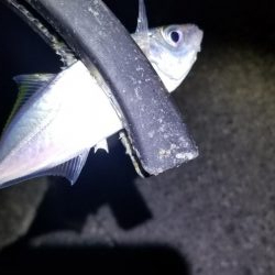 朝マズメ　アジング