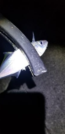 朝マズメ　アジング