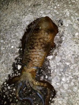 今年初アオリ♪