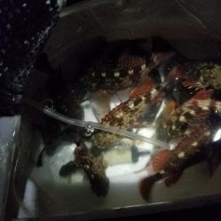 チビッ子ガシリング