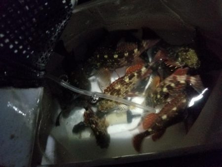 チビッ子ガシリング