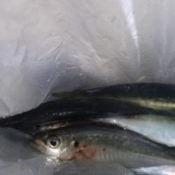 宮崎町　漁港アジング