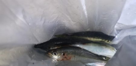 宮崎町　漁港アジング