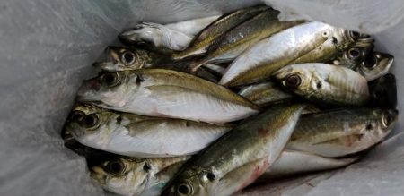 アジング　爆釣2