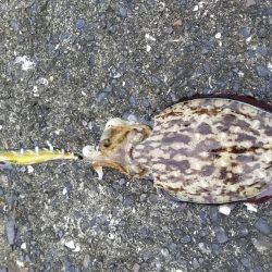 モンゴウイカ♪