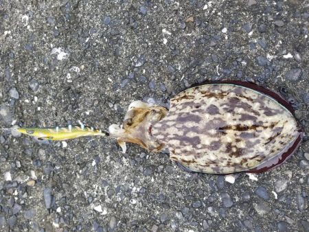 モンゴウイカ♪