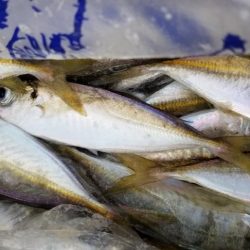 アジング　好調