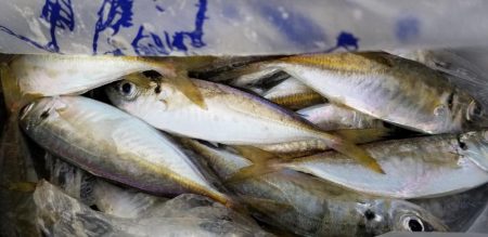 アジング　好調