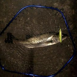 今年初のシーバス釣行