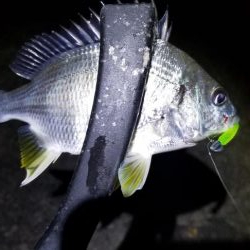 アジング　渋い