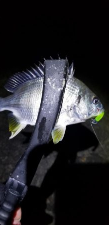 アジング　渋い