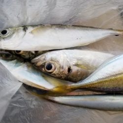 アジング　初島漁港　