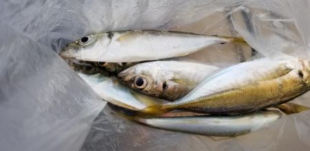 アジング　初島漁港　