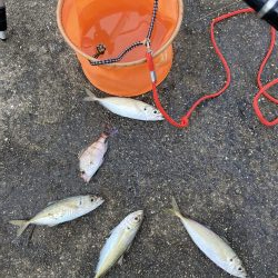 数少なくなってきたアジ