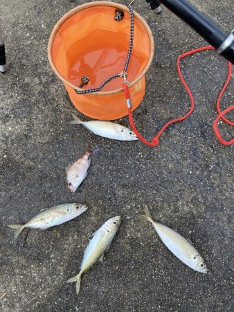 数少なくなってきたアジ